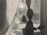 thmb-jan-lauschmann-kaktus-na-okne-vintage-gelatin-silver-print-38x27cm-7432.jpg